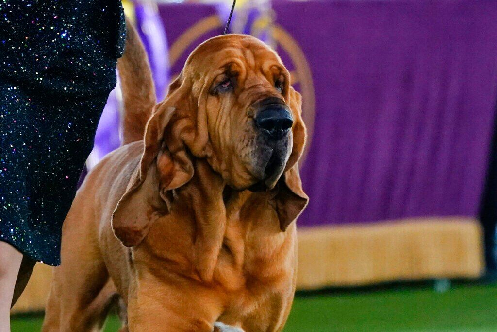 Westminster Dog Show